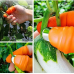 Combo of Thumb cutter1 pcs & Hot  Grip 1pcs